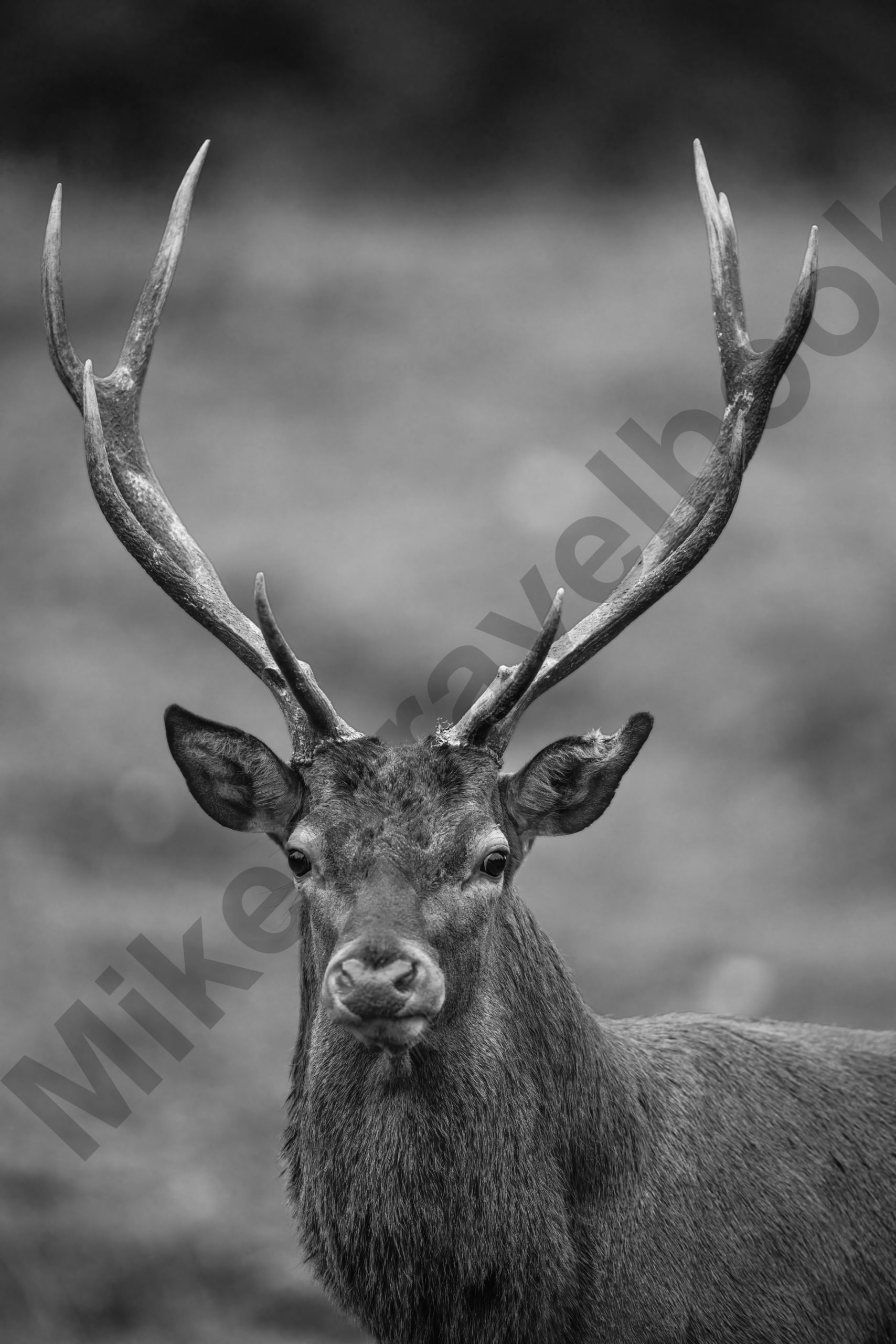 20241006-4R6A1377-d-standard-bw